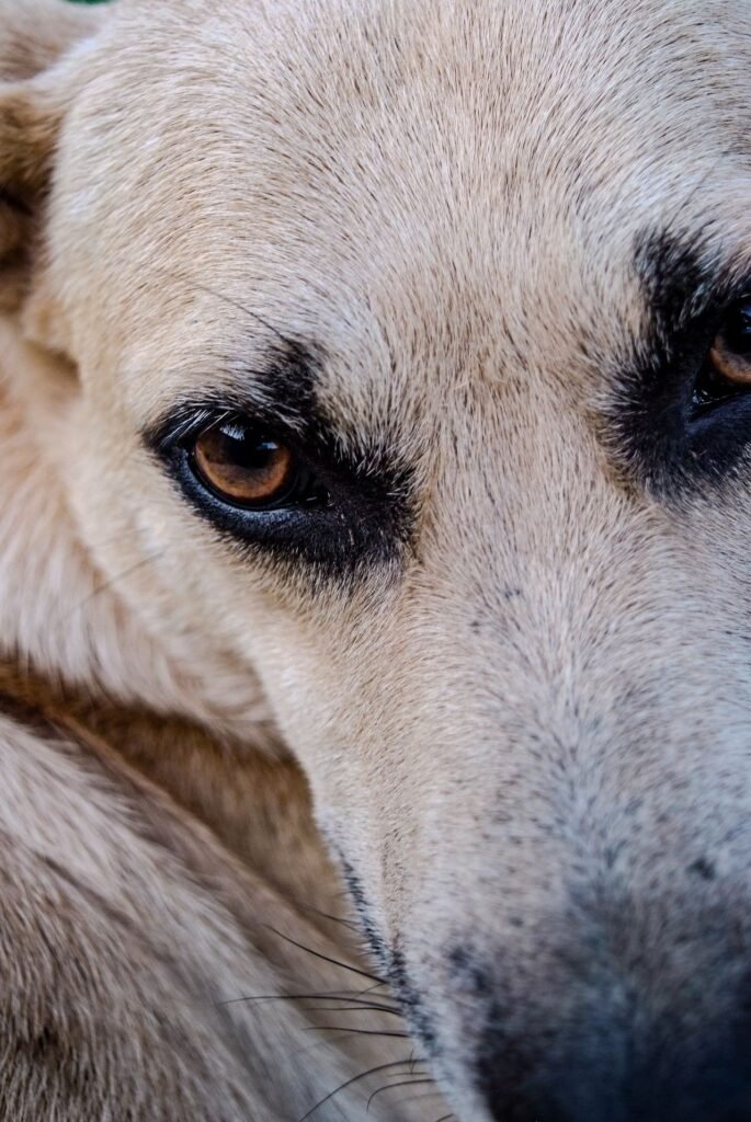 Close-up of a dog face showing healthy, alert eyes