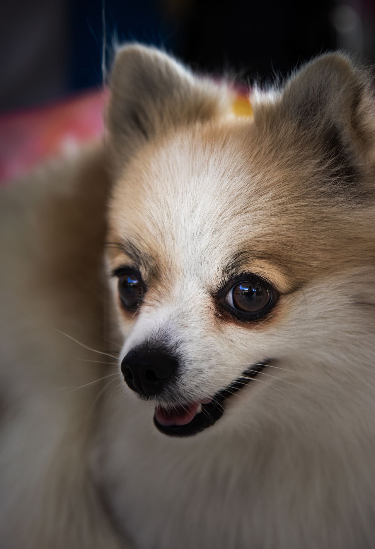 Close-up of a small dog showing its eyes and face