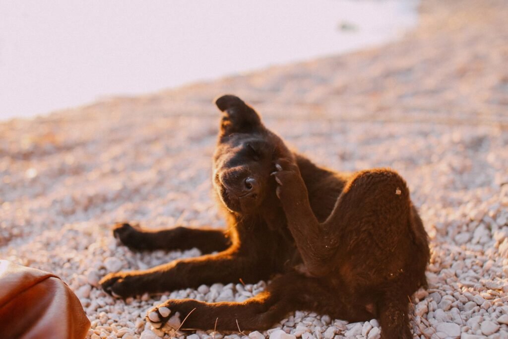 Brown dog scratching its head due to itchy skin and allergies in Mission