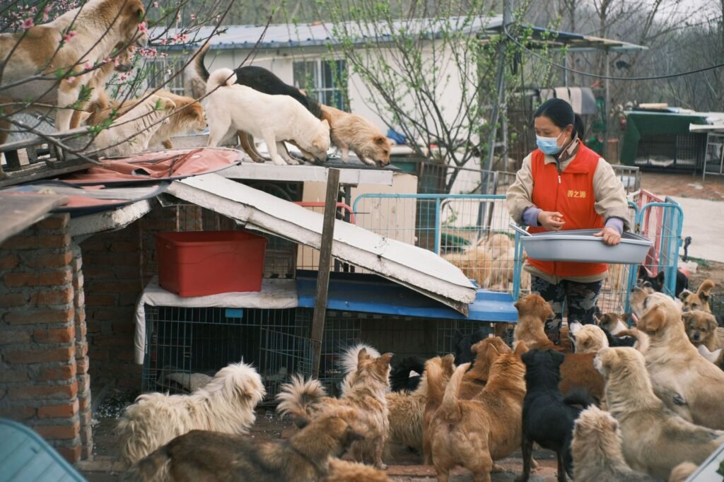 A volunteer feeds a group of rescued dogs at an animal shelter, fostering a caring environment.