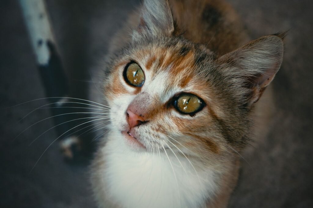 An engaging portrait of a tabby cat with striking yellow-green eyes gazing upwards.