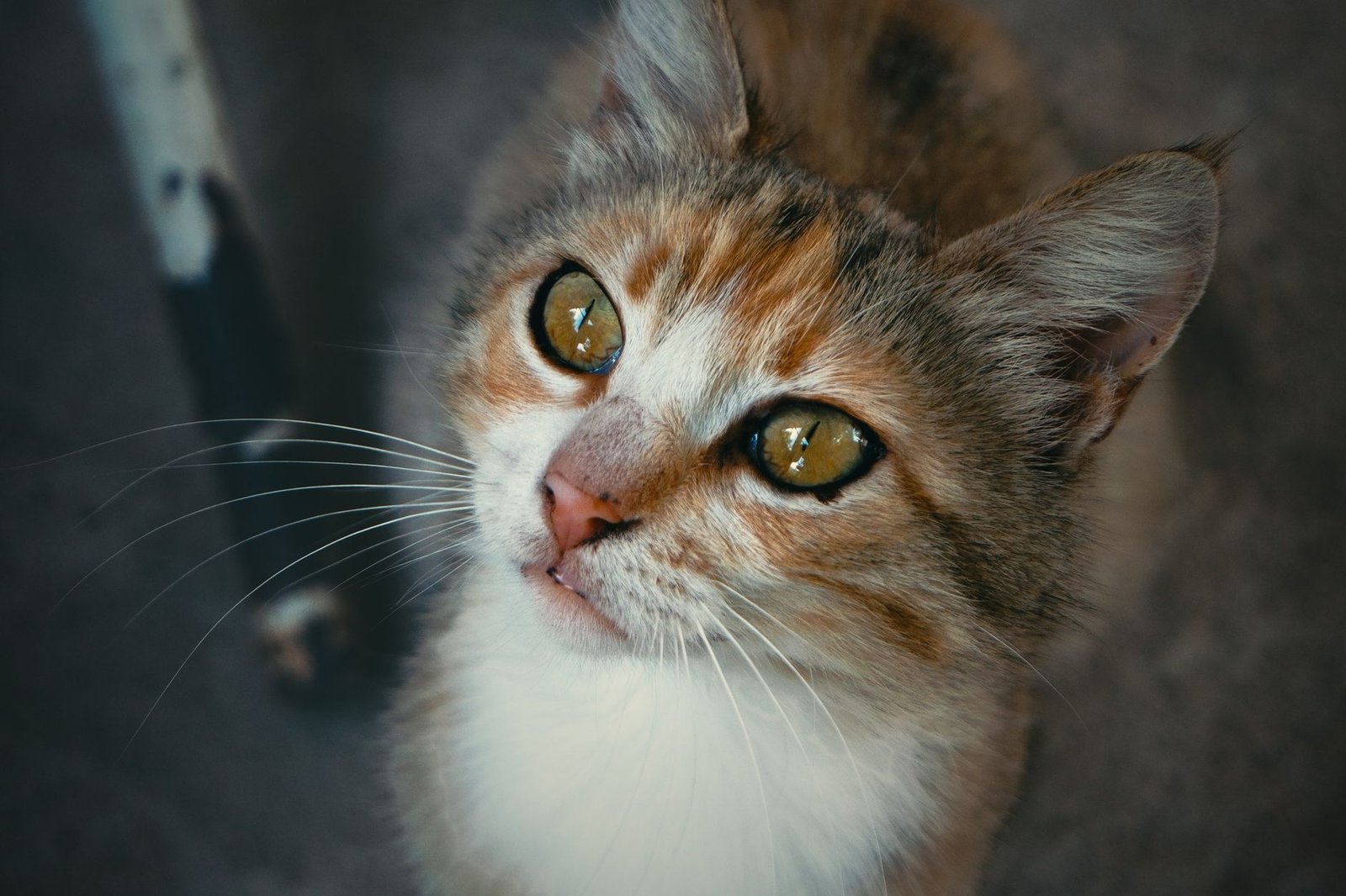 An engaging portrait of a tabby cat with striking yellow-green eyes gazing upwards.